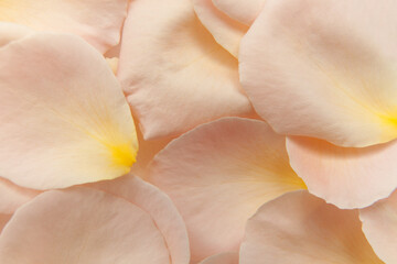Fototapeta na wymiar Background texture of beautiful delicate petals of pink rose in a random heap