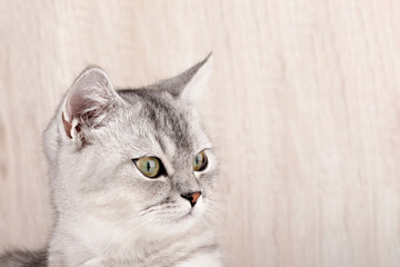 close-up of a gray kitten on a light background