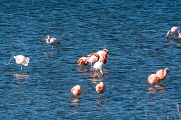 Colony of pink flamingos wintering in Grevelingen salt lake near Battenoord village in Zeeland,...