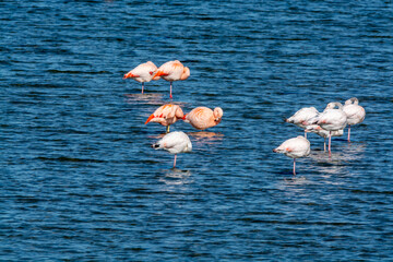 Colony of pink flamingos wintering in Grevelingen salt lake near Battenoord village in Zeeland, Netherlands