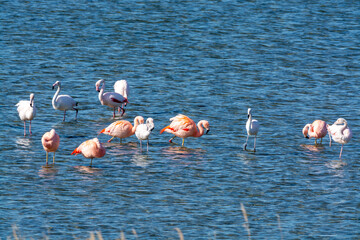 Naklejka premium Colony of pink flamingos wintering in Grevelingen salt lake near Battenoord village in Zeeland, Netherlands