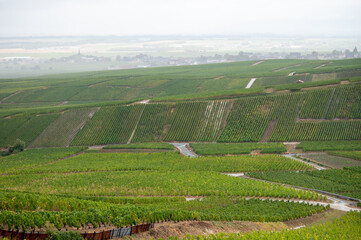 Landscape with green grand cru vineyards near Epernay, region Champagne, France in rainy day. Cultivation of white chardonnay wine grape on chalky soils of Cote des Blancs.