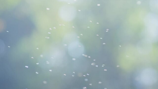 Swarm of mosquitoes buzzing at summer day in forest . Many insects flying on nature background . Shot on ARRI ALEXA Cinema Camera .