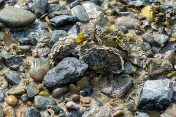 Wild creuse oysters shellfish growing on stones in salted water of Oesterschelde during low tide, Zeeland, Netherlands