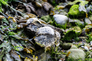 Wild creuse oysters shellfish growing on stones in salted water of Oesterschelde during low tide, Zeeland, Netherlands