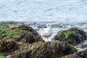 Young seagull sitting on rock during low tide in North Sea, Zeeland, Netherlands