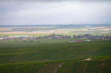 Fototapeta premium Landscape with green grand cru vineyards near Epernay, region Champagne, France in rainy day. Cultivation of white chardonnay wine grape on chalky soils of Cote des Blancs.