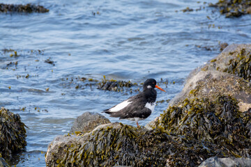 Eurasian oystercatcher bird looking for oysters during low tide in Oesterschelde national park, Zeeland, Netherlands