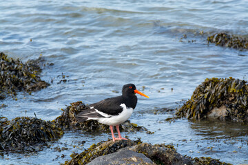 Eurasian oystercatcher bird looking for oysters during low tide in Oesterschelde national park, Zeeland, Netherlands