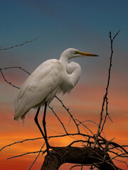 ardea alba/ white heron portrait africa kenya