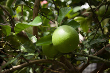 Green citrus fruits hanging on a tree. Summer time