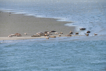 Fototapeta premium Animal collection, group of big sea seals resting on sandy beach during low tide in Oosterschelde, Zeeland, Netherlands