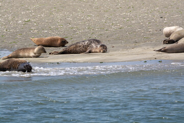 Fototapeta premium Animal collection, group of big sea seals resting on sandy beach during low tide in Oosterschelde, Zeeland, Netherlands