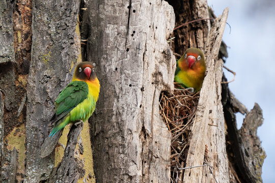parrot (Agapornis fischeri) nuzzle each other, Ngorongoro Conservation Area, Tanzania