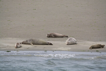 Animal collection, group of big sea seals resting on sandy beach during low tide in Oosterschelde, Zeeland, Netherlands
