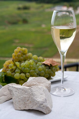 White chalk stones from Cote des Blancs near Epernay, region Champagne, France, glass of blanc de blancs champagne from grand cru vineyards in Cramant and white chardonnay grapes