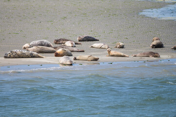 Animal collection, group of big sea seals resting on sandy beach during low tide in Oosterschelde, Zeeland, Netherlands