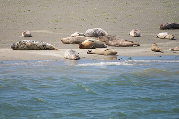 Animal collection, group of big sea seals resting on sandy beach during low tide in Oosterschelde, Zeeland, Netherlands