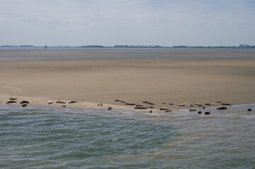 Animal collection, group of big sea seals resting on sandy beach during low tide in Oosterschelde, Zeeland, Netherlands