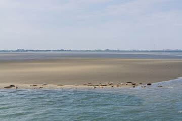Animal collection, group of big sea seals resting on sandy beach during low tide in Oosterschelde, Zeeland, Netherlands