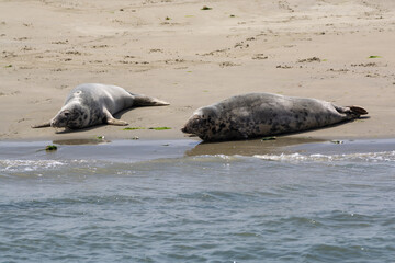 Fototapeta premium Animal collection, group of big sea seals resting on sandy beach during low tide in Oosterschelde, Zeeland, Netherlands