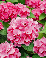 pink hydrangea flowers