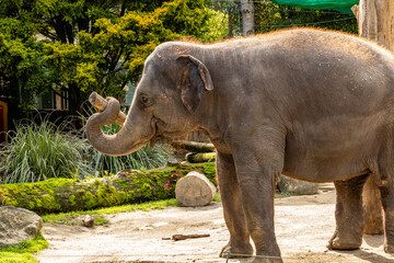 Aisian elephant carrying a stick. Auckland Zoo, Auckland, New Zealand