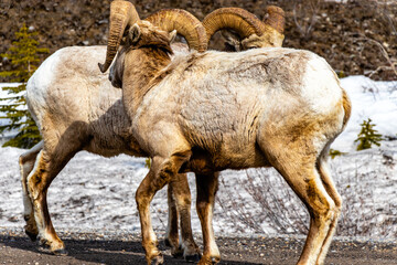 Obraz na płótnie Canvas Big Horn Sheep on the roadside. Spray Valley Provincial Park, Alberta, Canada