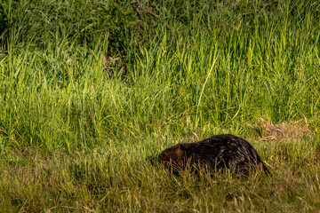 Beaver wanders through the grass Elk Island National Park Alberta Canada