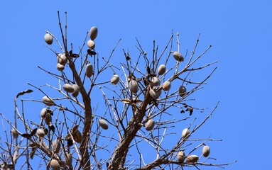frutos do Cerrado