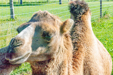 Bactrian camel resting in the grass. Discovery wildlife Park, Innisfail, Alberta, Canada