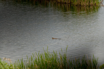 Muscat swimming and feathering nest Kneehill County Alberta Canada