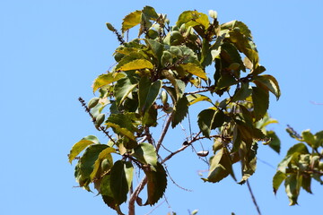 folhas e frutos no Cerrado