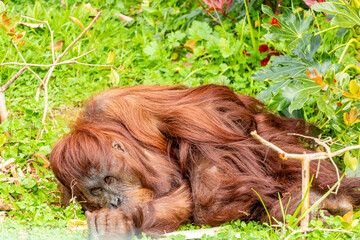 Oranatung taking a nap. Auckland Zoo, Auckland, New Zealand © David
