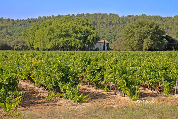 Fototapeta na wymiar paysage de vignes près de la ville d'Avignon