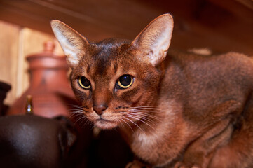 Rugby male Abyssinian cat. Close-up portrait of a cat.