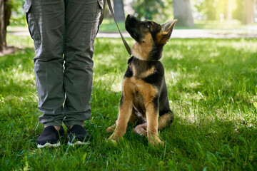 Black and brown little puppy sitting near owner legs at summer park. Purebred dog walking on leash...