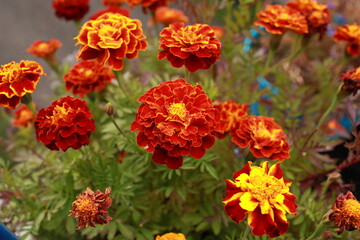 large orange flowers marigolds or Tagetes patulaclose-up