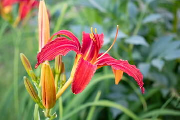 Orange daylily flower in the garden 