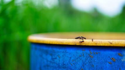 Many black ants are drinking tasty water with risk of drowning on plastic container on the ground