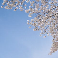 cherry tree blossom