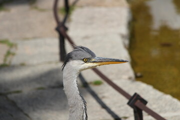 Wildlife Bird with Solitary Nature and Feathered Creature in Natural Habitat