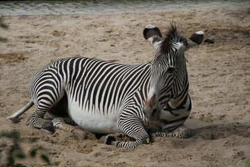 Fototapeta na wymiar zebra in the zoo laying