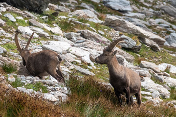 Ibex in mountains (Italian Alps)
