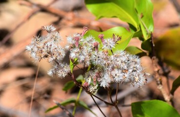 flores no Cerrado