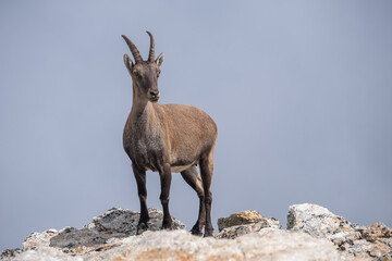 Chamois in mountais (Italian Alps) :