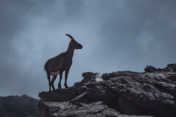 Chamois in mountais (Italian Alps) :