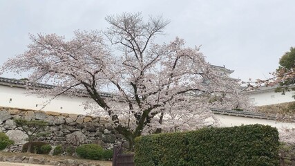 姫路城 桜 天守閣 世界遺産 国宝 特別史跡 兵庫県