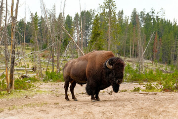 American bison in a field covered in greenery in the daylight in the countryside © Marcus Voller/Wirestock