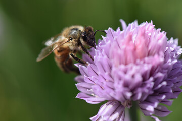 Closeup of a bee collecting pollen from the Fresh Chive flower in a field under the sunlight